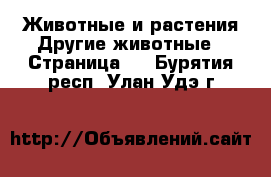 Животные и растения Другие животные - Страница 2 . Бурятия респ.,Улан-Удэ г.